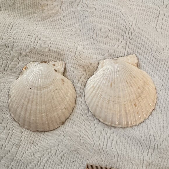 Handmade Decoupage Scallop Shell Trinket Dish Koi Gold Fish - Picture 10 of 13